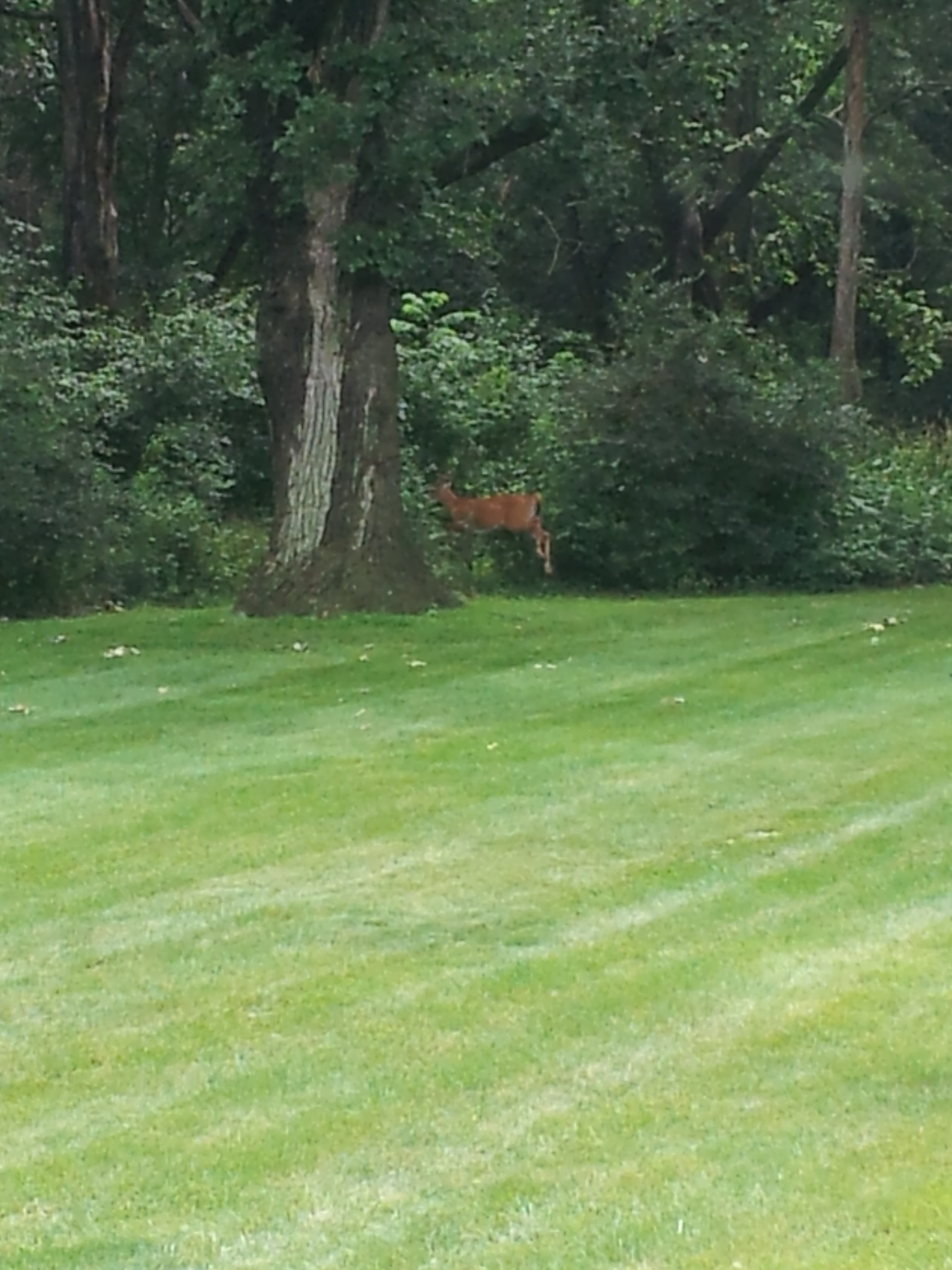 deer